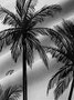  Hawaiian Grey Coconut Tree Print Chest Bag Holiday Shirt Plus Hawaiian Shirt